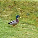 Nyaraló Ammonite Whitby