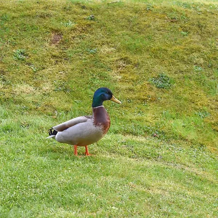 Ferienhaus Ammonite Whitby