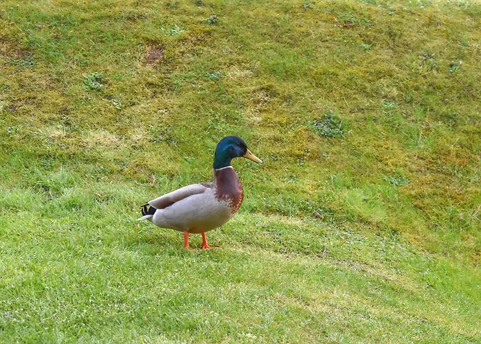 度假居 Ammonite 惠特比